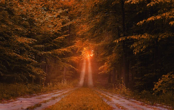 Hermoso camino en el bosque — Foto de Stock