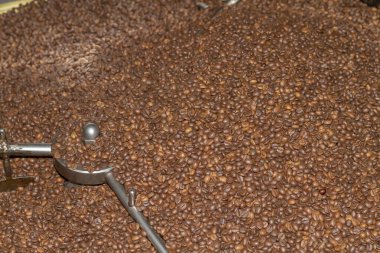 Kavrulmuş Robusta çeşnili kahve çekirdekleri kavrulmuş fırının çıkışında dairesel bir kabın içinde karıştırılıyor..