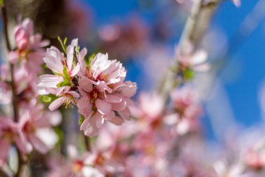 Şubat ayında İspanya 'nın Valencia kentindeki bir ekin tarlasında beyaz ve mor badem çiçekleri (Prunus amygdalus).