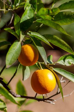 Portakallar Valencia, İspanya 'da bir portakal ağacında hasat edilmeye hazır. Ön planda iki portakal bir meyve bahçesinde yeşil portakal yapraklarıyla çevrili..