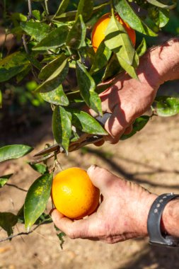 Çiftçi bir portakal hasat eder. Valencia, İspanya 'da bir çiftçinin elleri portakal ağacında bir portakal kesti..