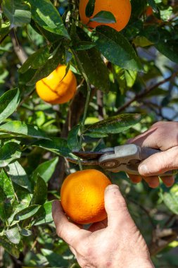 Çiftçi bir portakal hasat eder. Valencia, İspanya 'da bir çiftçinin elleri portakal ağacında bir portakal kesti..