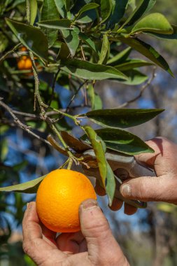 Çiftçi bir portakal hasat eder. Valencia, İspanya 'da bir çiftçinin elleri portakal ağacında bir portakal kesti..