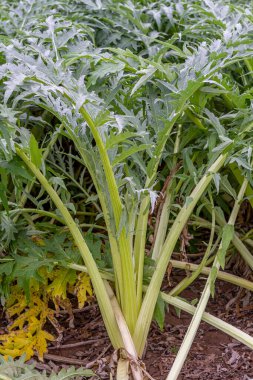 Cardoon (Cynara cardunculus) ready to harvest in an orchard south of the city of Valencia in Spain. Cardoon is a highly valued vegetable in the Mediterranean diet. clipart