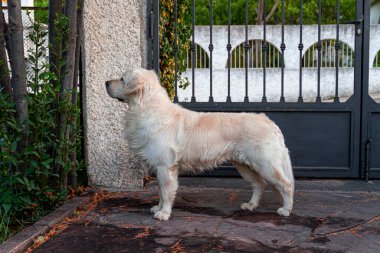 Golden retriever köpeği ayağa kalkıp sola bakıyor.
