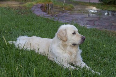 Golden retriever köpeği çimenlerde uzanıyor ve sonsuzluğa bakıyor.