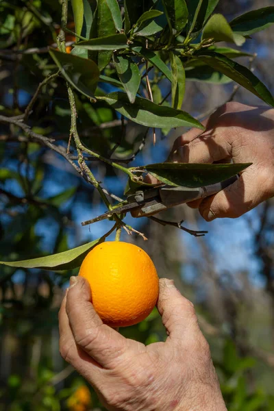Çiftçi bir portakal hasat eder. Valencia, İspanya 'da bir çiftçinin elleri portakal ağacında bir portakal kesti..