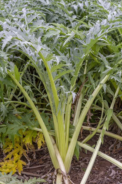 Cardoon Cynara Cardunculus Pronto Para Colheita Pomar Sul Cidade Valência — Fotografia de Stock