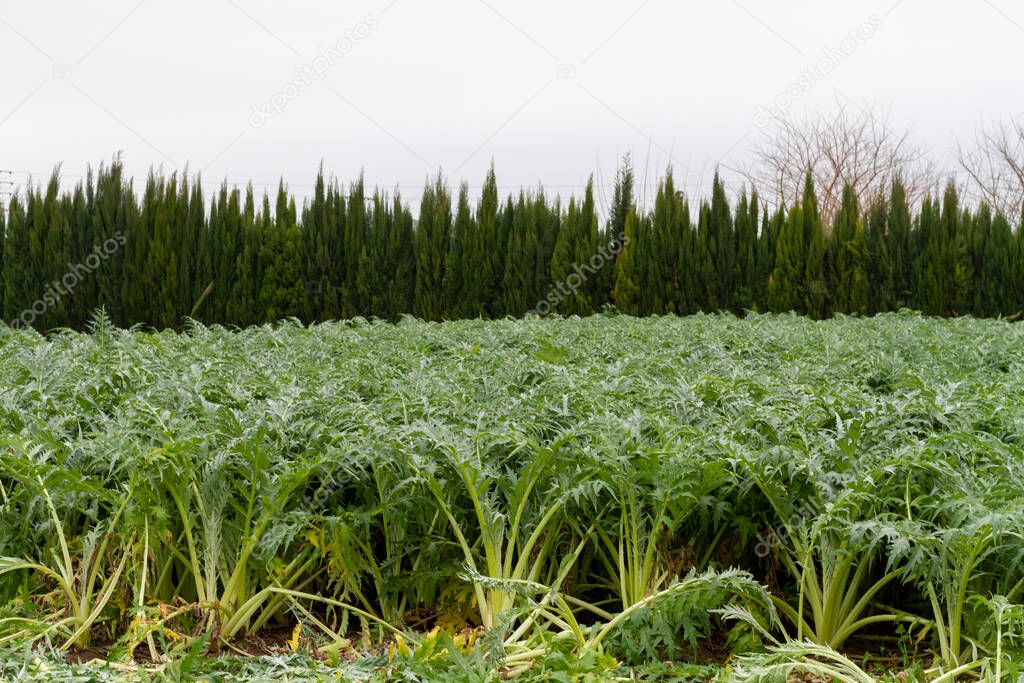 Cardoon (Cynara cardunculus) ready to harvest in an orchard south of the city of Valencia in Spain. Part of the plot is already cultivated. Cardoon is a highly valued vegetable in the Mediterranean diet.