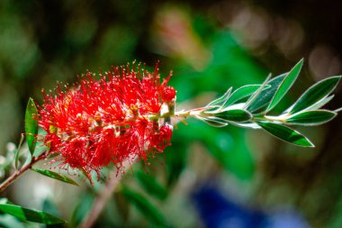 Melaleuca citrina çiçeği veya Melaleuca citrina, yaygın olarak bilinen adıyla kırmızı şişe fırçası, kırmızı şişe fırçası veya limon şişesi fırçası..