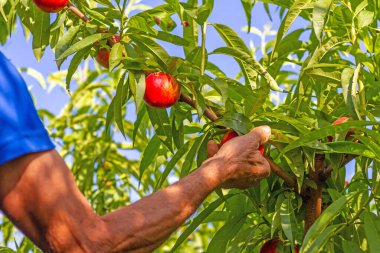 A farmer harvests a nectarines of the early bomba variety on a farm in Valencia, Spain.