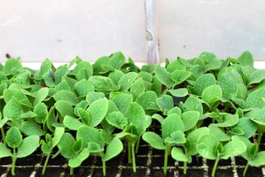 Balkabağı filizleri, organik bir bahçe serasına ekilmek üzere filizlenmiş..