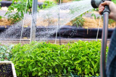 Organik bir sebze bahçesinde sebze filizlenir.