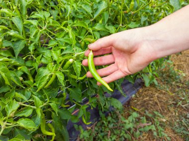 Meyve bahçesinin çalılığından 