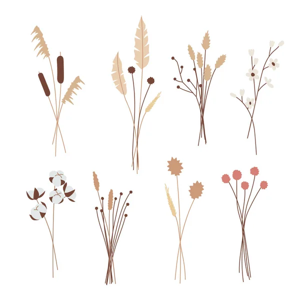 Set Various Beautiful Bouquets Herbs Dry Plants Herbarium Decorative Floral — Stock Vector