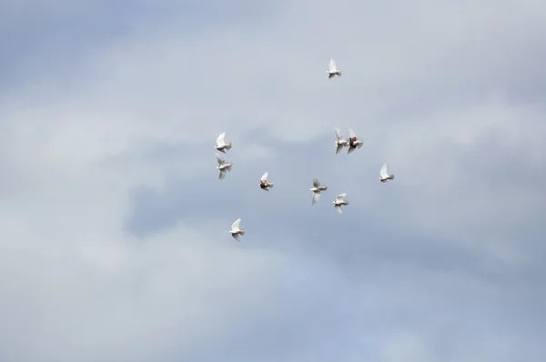 Bird in flight — Stock Photo, Image