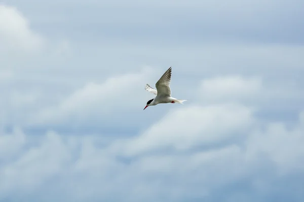 Vogel in vlucht — Stockfoto