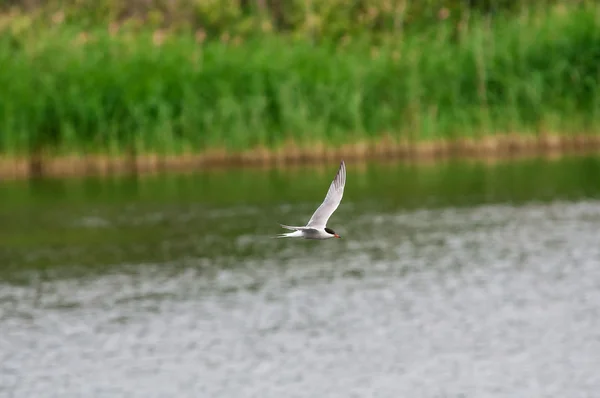 Bird in flight — Stock Photo, Image