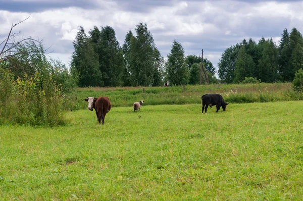 Домашние животные пасутся на лугу — стоковое фото