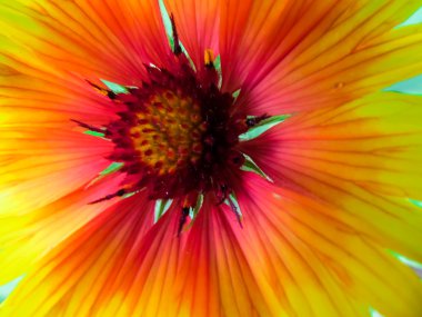 Güzel çiçekler ve doğa