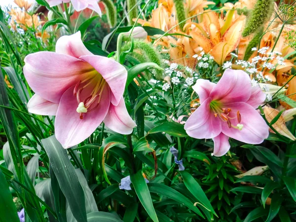 Hermosas flores y naturaleza —  Fotos de Stock