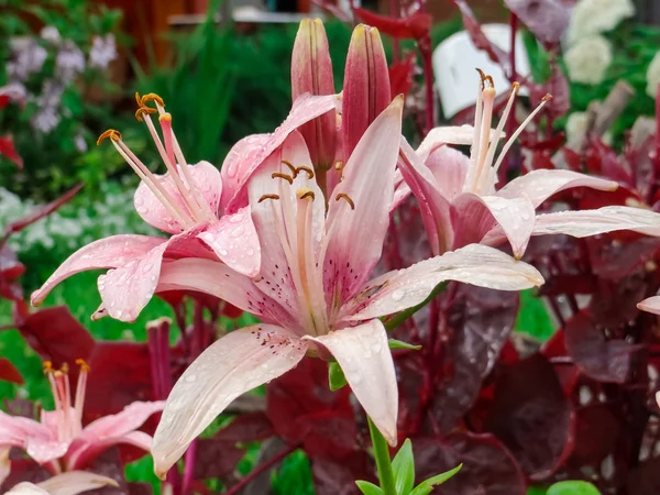 Beautiful flowers and nature — Stock Photo, Image