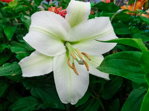 Beautiful flowers and nature — Stock Photo, Image