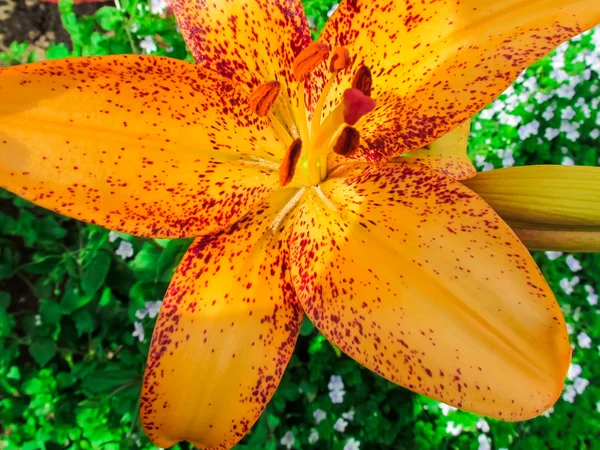 Beautiful flowers and nature — Stock Photo, Image