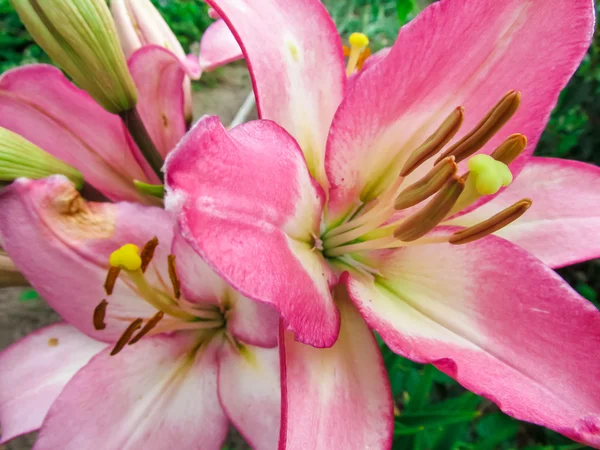 Lindas flores e natureza — Fotografia de Stock