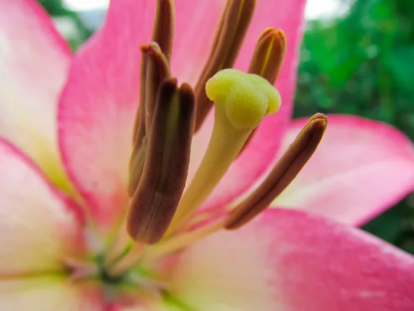 Beautiful flowers and nature — Stock Photo, Image