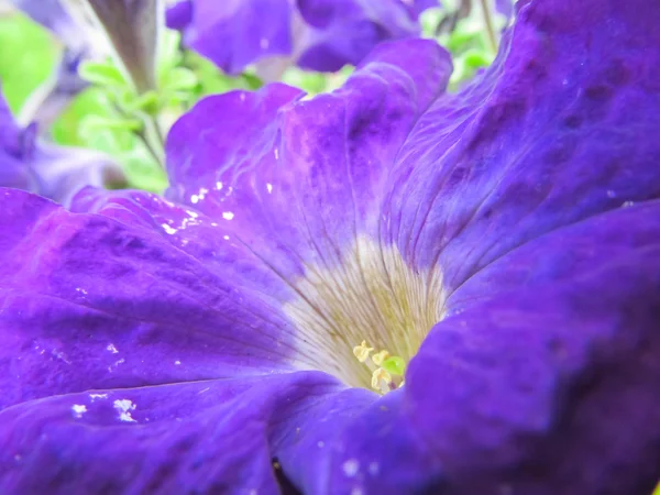 Schöne Blumen und Natur — Stockfoto