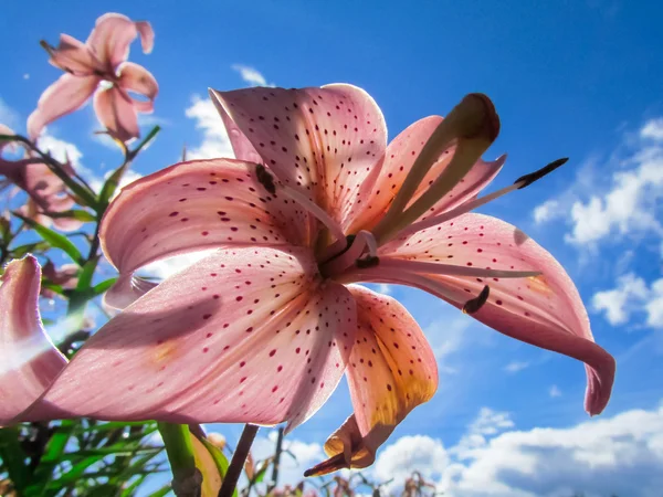 Beautiful flowers and nature — Stock Photo, Image