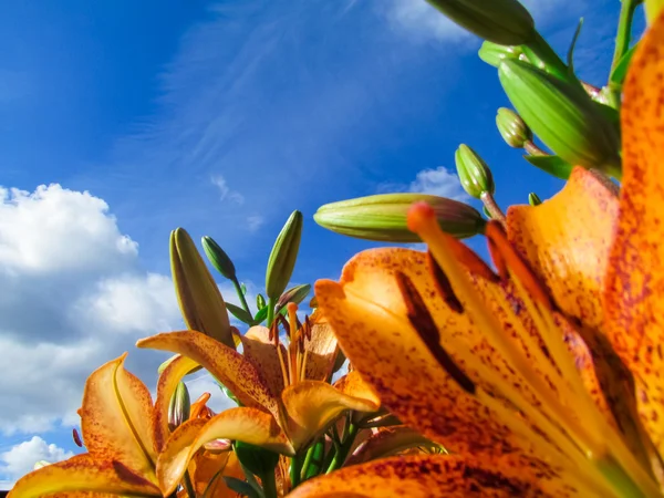 Lindas flores e natureza — Fotografia de Stock