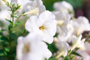 Güzel çiçekler ve doğa