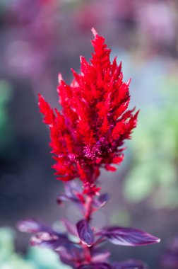 Güzel çiçekler ve doğa