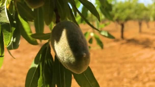 Almond Tree — Stock Video