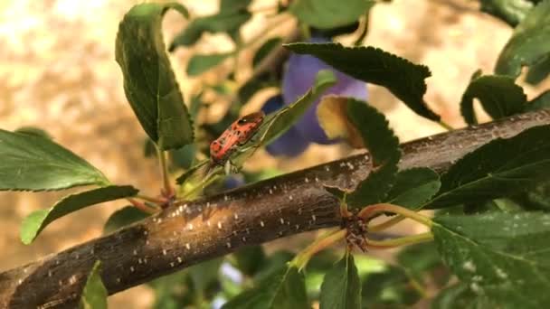 Red Insect Plum Tree Portugal — Stock Video