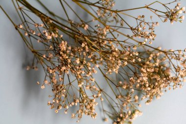 Mavi arka planda kurumuş çiçek filizleri