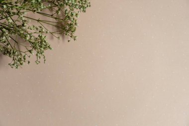 soluk pembe arka planda kuru beyaz çiçekler