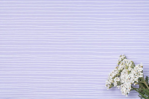 Artistic background. Fresh white wildflowers on a purple background