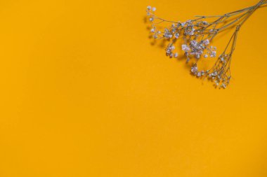 Sanatsal doğal arka plan. Sarı arka planda beyaz kuru çiçekler