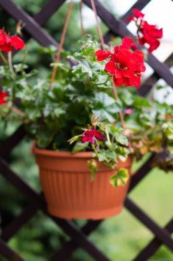 Ev çiçeklerinin yeşil yapraklı kırmızı fotoğrafları.