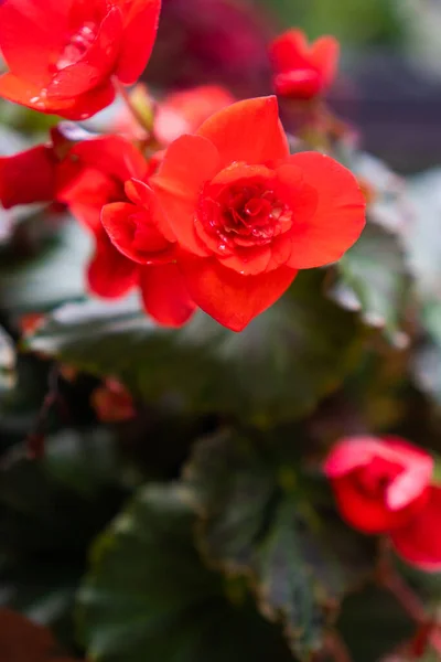 Fotografie Domácích Květin Červené Zelenými Listy — Stock fotografie