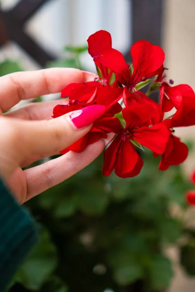 Photos Home Flowers Red Green Leaves Girl Hand Pink Manicure — Stock Photo, Image