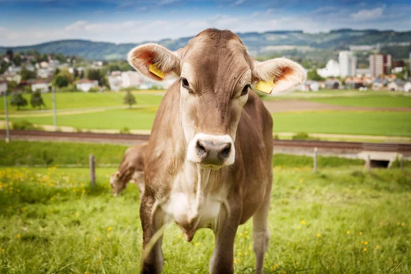 Retrato de vaca que pastoreia fora da pastagem — Fotografia de Stock