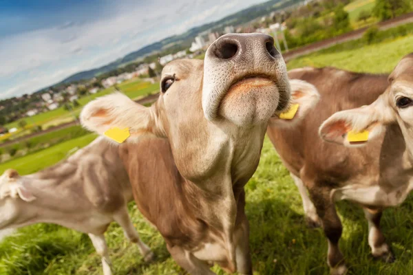 Retrato de vacas que pastan afuera en tierras de pastoreo — Foto de Stock