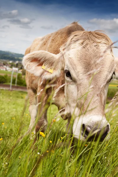 Retrato de vaca que está pastando afuera en tierras de pastoreo — Foto de Stock