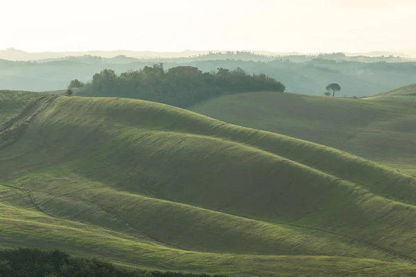 Волнистые Поля Тосканы Утреннем Свете — стоковое фото