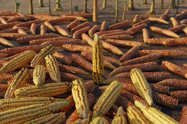 Rendering Lot Laying Corncobs Soil — Stock Photo, Image