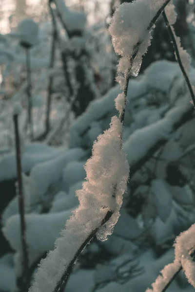 Gros Plan Neige Fraîche Sur Branche Dans Lumière Matin — Photo